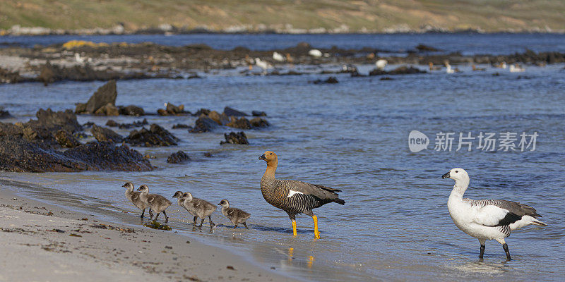 Upland Goose /  Caiquén family, Carcass Island, Falklands